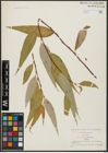 Foto von Salix acmophylla Boiss.